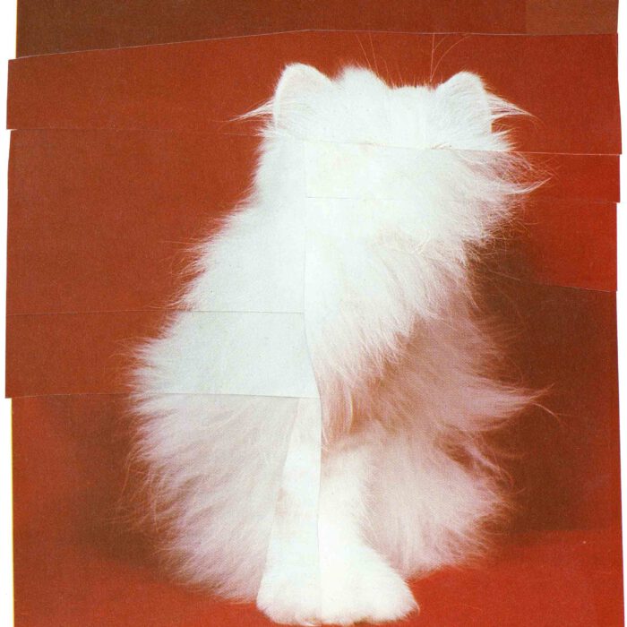 webWhite-Cat_24x30