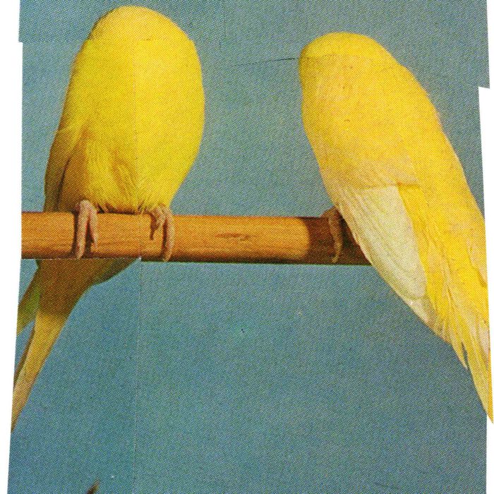 web2-Yellows_20x25