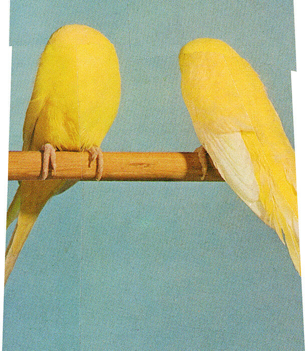 2 Yellows | 20 x 25 | 39.00 €