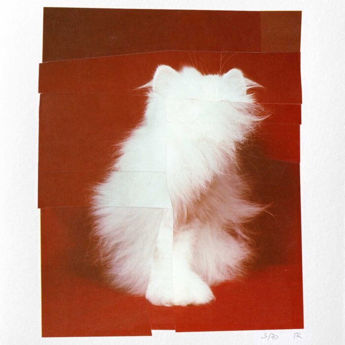 White-Cat_24x30_Bild_2