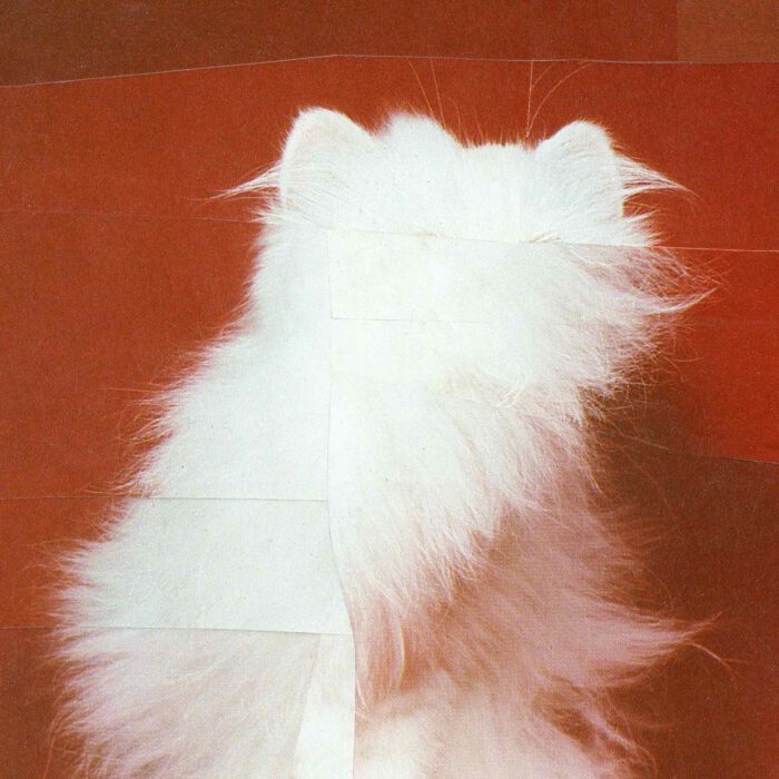 White-Cat_24x30_Bild_3