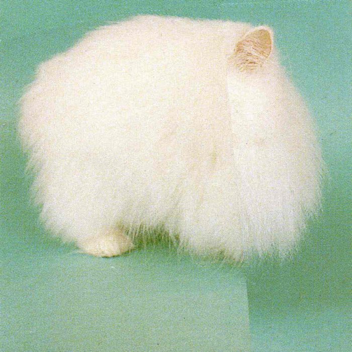 White-D_20x20_neu_1