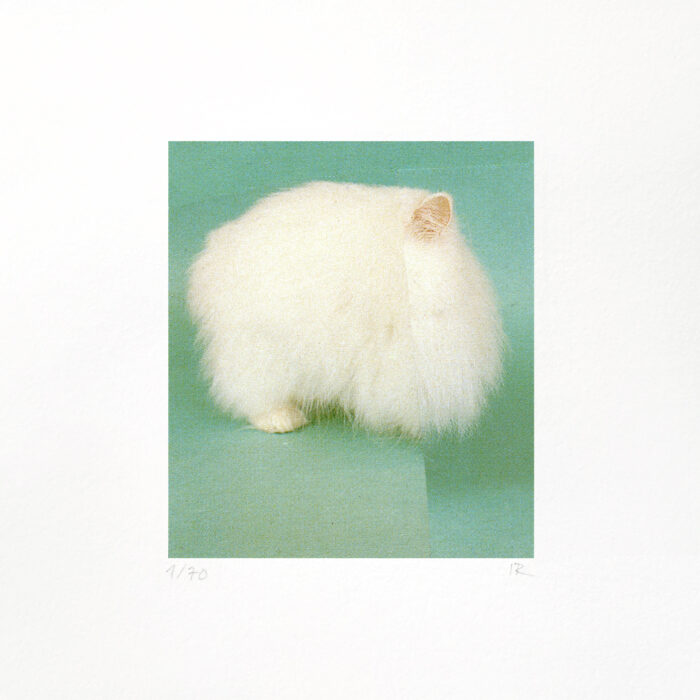 White D_20x20_neu_2